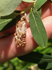Salix pedicellaris