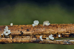 Calyptella capula