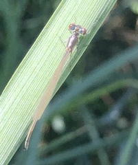 Ischnura denticollis