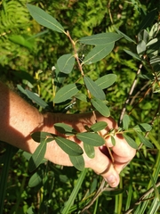 Salix pedicellaris