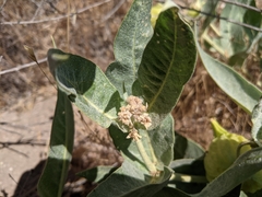 Asclepias vestita
