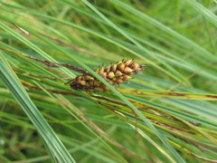Carex melanostachya