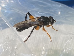 Chalcosyrphus curvaria