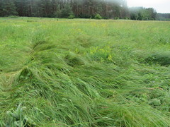 Carex melanostachya