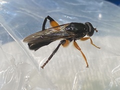Chalcosyrphus curvaria