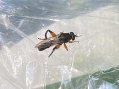 Chalcosyrphus curvaria