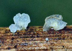 Calyptella capula