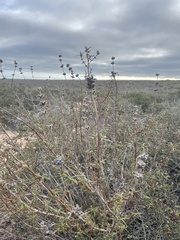 Salvia brandegeei