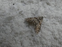 Petrophila canadensis