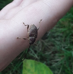 Curculio proboscideus