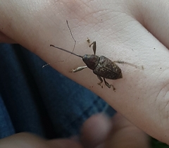 Curculio proboscideus