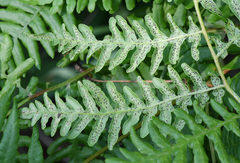 Uredinopsis pteridis