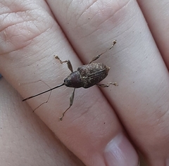 Curculio proboscideus