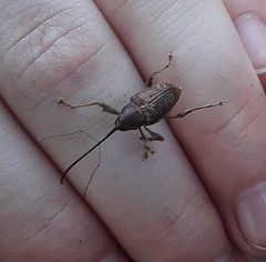 Curculio proboscideus