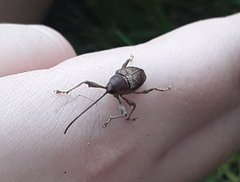 Curculio proboscideus