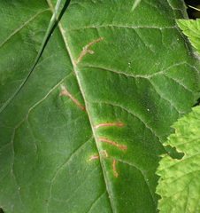 Scrobipalpula manierreorum