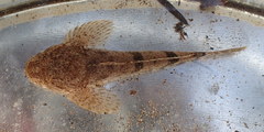 Cottus rhotheus