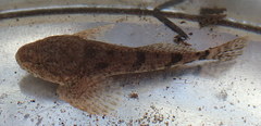 Cottus rhotheus