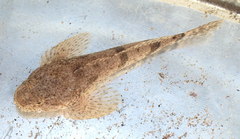 Cottus rhotheus