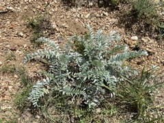 Astragalus mollissimus