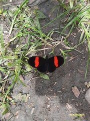 Heliconius erato hydara