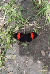 Heliconius erato hydara