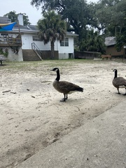 Branta canadensis image