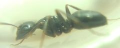Camponotus fallax