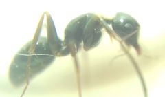 Camponotus fallax