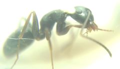 Camponotus fallax