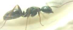 Camponotus fallax