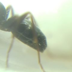 Camponotus fallax