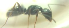 Camponotus fallax