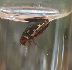 Platambus maculatus