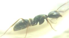 Camponotus fallax