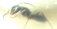 Camponotus fallax