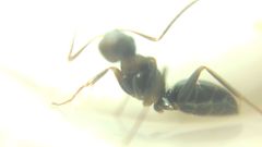Camponotus fallax