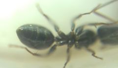 Camponotus fallax