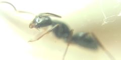 Camponotus fallax