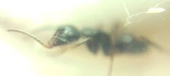 Camponotus fallax