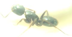 Camponotus fallax