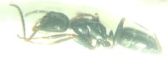 Camponotus fallax