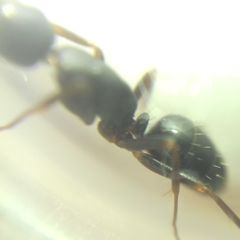 Camponotus fallax