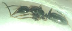 Camponotus fallax