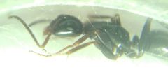 Camponotus fallax