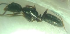 Camponotus fallax