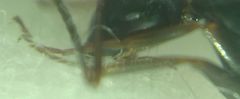 Camponotus fallax
