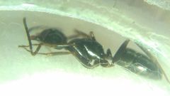 Camponotus fallax