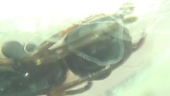 Camponotus fallax