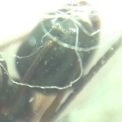 Camponotus fallax
